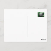 Ich beobachte dich postkarte (Rückseite)