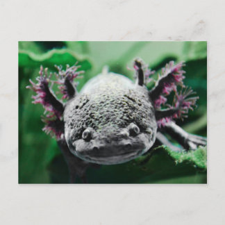 Ich beobachte dich postkarte