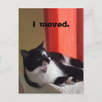 Ich bewegte Niedliche Tuxedo Cat Talk Foto Postkar