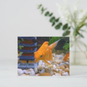 Ich bin Coy Koi Postkarte (Stehend Vorderseite)