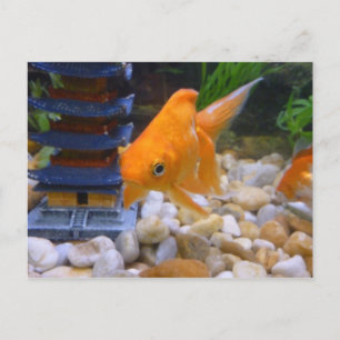 Ich bin Coy Koi Postkarte