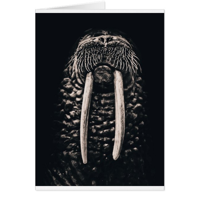 Ich bin das Walroß (Vorne)