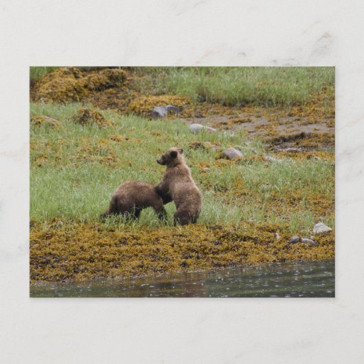 Ich bin der Boss Postkarte (Vorderseite)