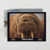 Ich bin der Walrus, ein gefährdetes Tier - Postkarte (Vorne/Hinten)