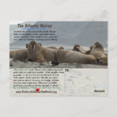 Ich bin der Walrus, ein gefährdetes Tier - Postkarte (Rückseite)