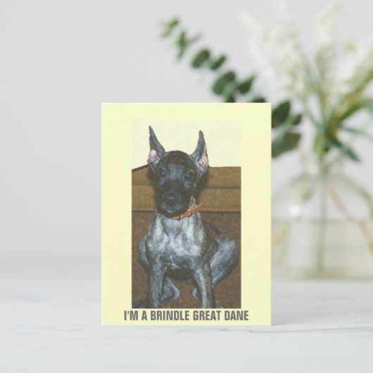 ICH BIN EIN BRINDLE GROSSER DANE POSTKARTE (Stehend Vorderseite)