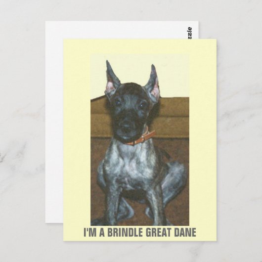 ICH BIN EIN BRINDLE GROSSER DANE POSTKARTE (Vorne/Hinten)