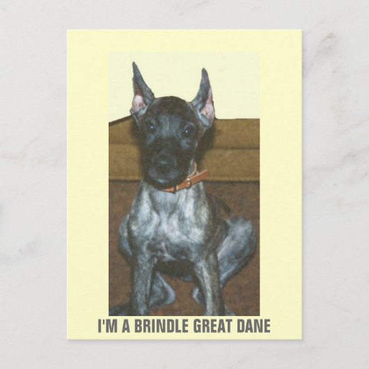 ICH BIN EIN BRINDLE GROSSER DANE POSTKARTE (Vorderseite)
