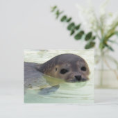 Ich bin ein Siegel Postkarte (Stehend Vorderseite)