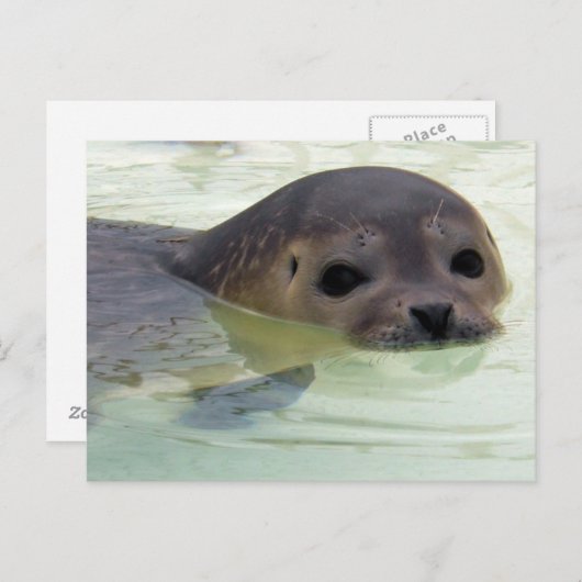 Ich bin ein Siegel Postkarte (Vorne/Hinten)