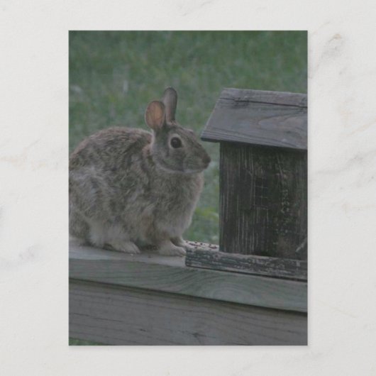 Ich bin eine Birdie Postkarte (Vorderseite)