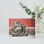 Ich bin eine Katze! Postkarte (Stehend Vorderseite)