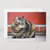 Ich bin eine Katze! Postkarte (Vorne/Hinten)