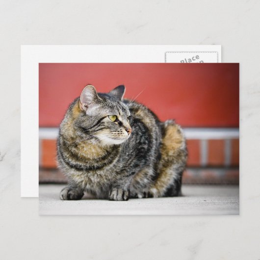 Ich bin eine Katze! Postkarte (Vorne/Hinten)