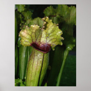 Ich bin Fleisch fressend! Poster