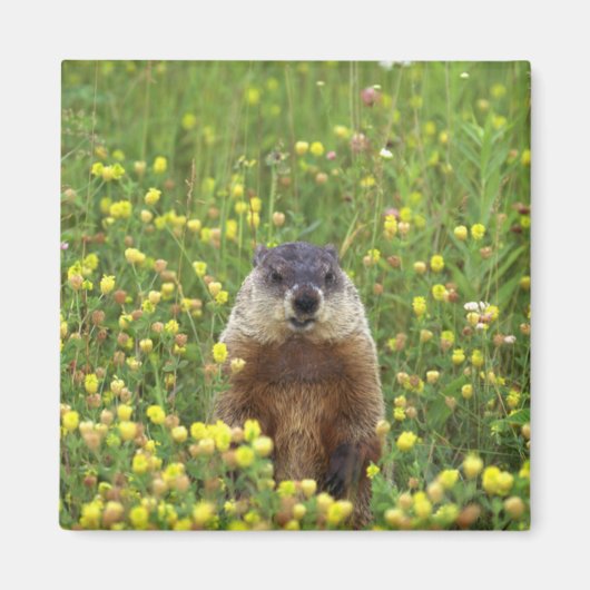 Ich bin Groundhog Magnet (Vorne)