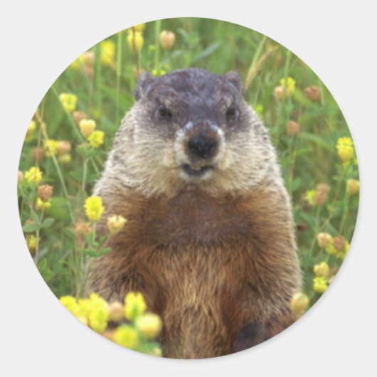 Ich bin Groundhog Sticker (Vorderseite)