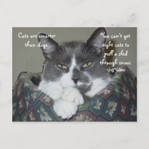Ich bin Katze... Postkarte