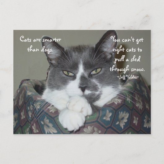 Ich bin Katze... Postkarte (Vorderseite)
