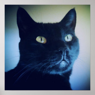 Ich bin Katze Print Poster