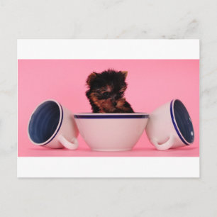 Ich bin kein Tea Cup Poodle! Postkarte