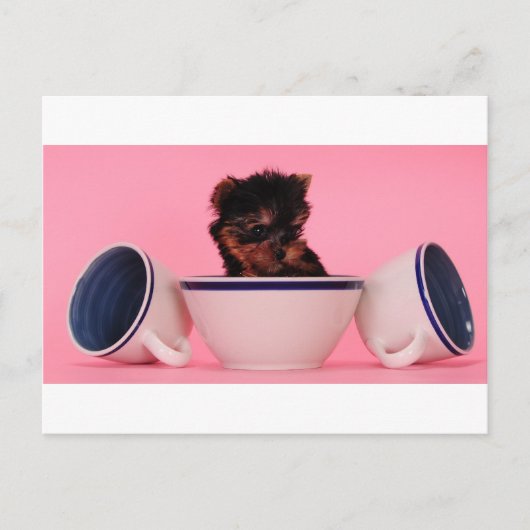 Ich bin kein Tea Cup Poodle! Postkarte (Vorderseite)