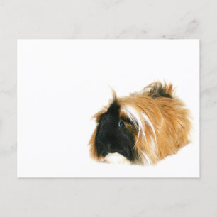 Ich bin kein Tribble Postkarte