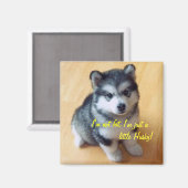 Ich bin nicht dick, ich bin nur ein bisschen Husky Magnet (Vorderseite/Rückseite)