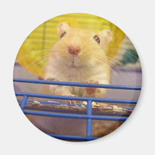 Ich bin nicht eine Maus Magnet