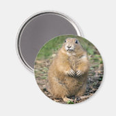 Ich bin nicht fett, ich bin Cuddylle Magnet (Vorderseite/Rückseite)
