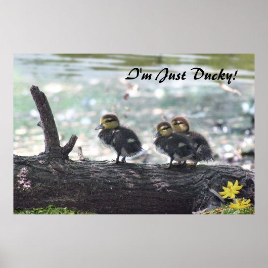 Ich bin nur ducky! Poster -36x24 -andere Größen (Vorne)