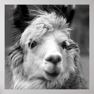 Ich bin schön poster