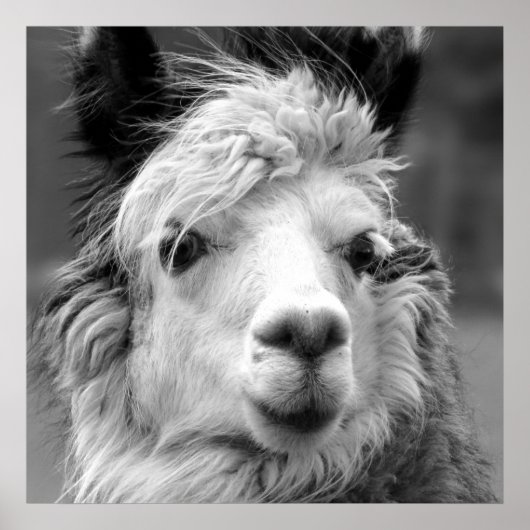 Ich bin schön poster (Vorne)