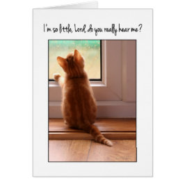 Ich bin so kleiner Herr, hörst du mich? Kätzchen