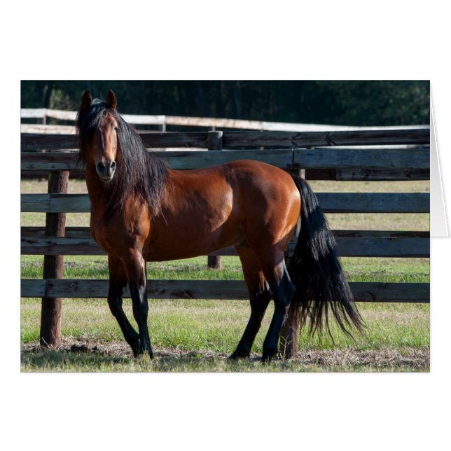 Ich bin zu sexy (Vorderseite (Horizontal))