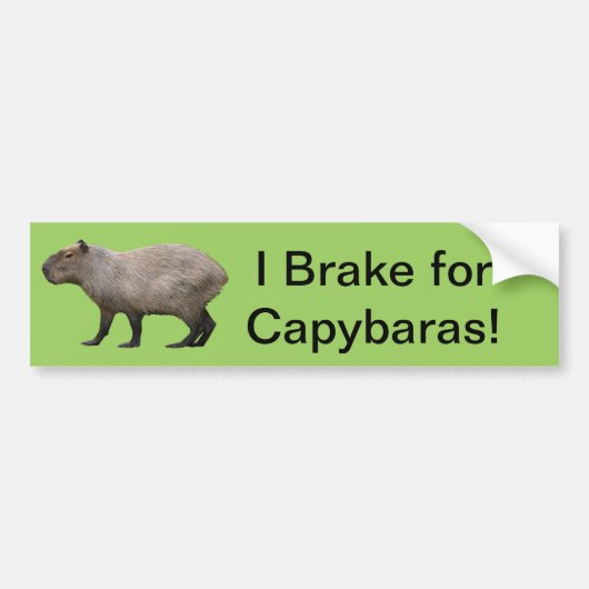 Ich bremse für Capybara Autoaufkleber (Vorne)