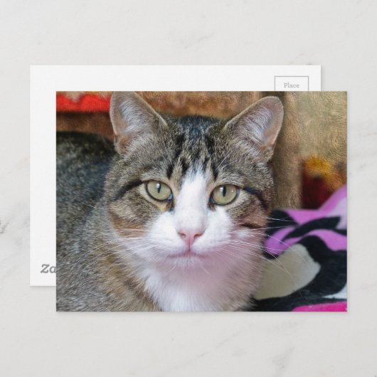 Ich denke an Katze Postkarte (Vorne/Hinten)