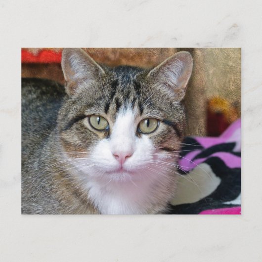 Ich denke an Katze Postkarte (Vorderseite)