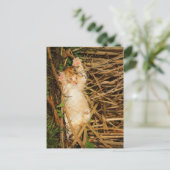 "Ich gebe mich" kitty Postkarte (Stehend Vorderseite)