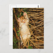 "Ich gebe mich" kitty Postkarte (Vorne/Hinten)