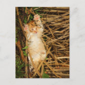 "Ich gebe mich" kitty Postkarte (Vorderseite)