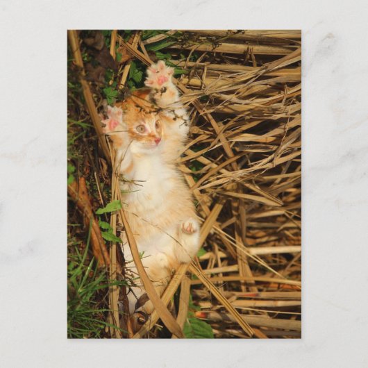 "Ich gebe mich" kitty Postkarte (Vorderseite)