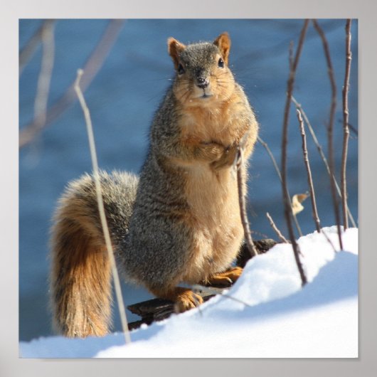 Ich habe anscheinend meine Nüsse verloren! Poster (Vorne)