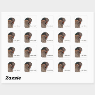 Ich habe das gesehen. Papageienaufkleber Quadratischer Aufkleber