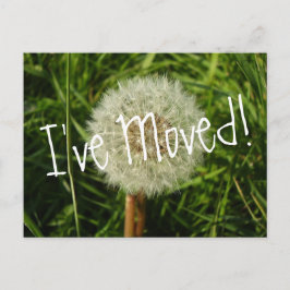 Ich habe eine Postkarte mit Dandelion-Foto verscho