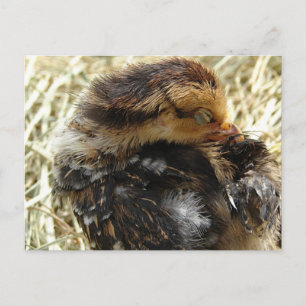 Ich habe einen Jucken Got Postkarte