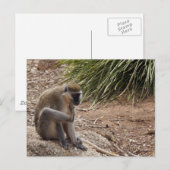 Ich habe einen Juckreiz - Spider-Affe Postkarte (Vorne/Hinten)