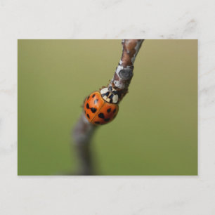 Ich habe es verloren postkarte
