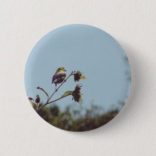 Ich habe kleine Besucher. #bird #nature #willife Button