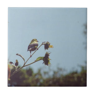 Ich habe kleine Besucher. #bird #nature #willife Fliese